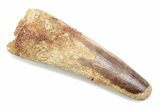 Fossil Spinosaurus Tooth - Feeding Worn Tooth #370507-1